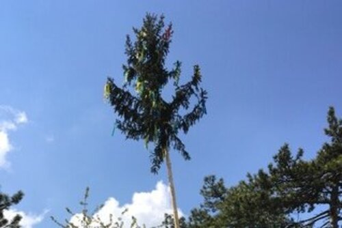 Maibaum Menschen mit Rücken Weinviertel