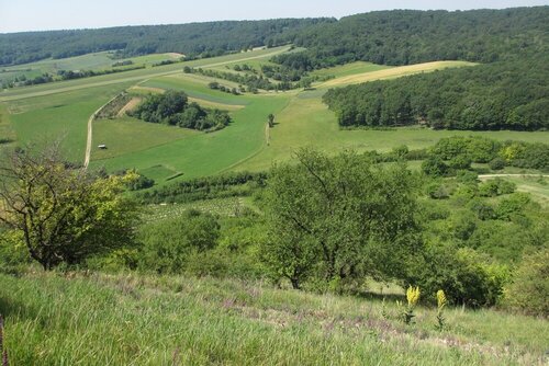 Landschaft Falkenstein Äcker und Wald